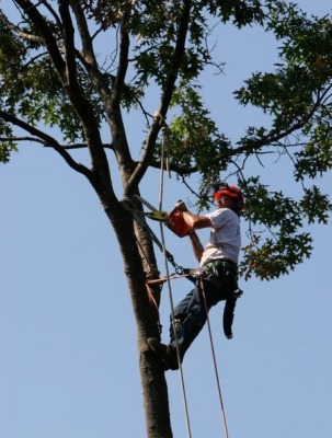 Arborworks